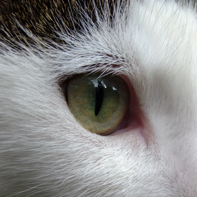 a close up of the back end of a white cat's face