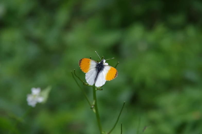 the orange and white erfly is sitting on a plant