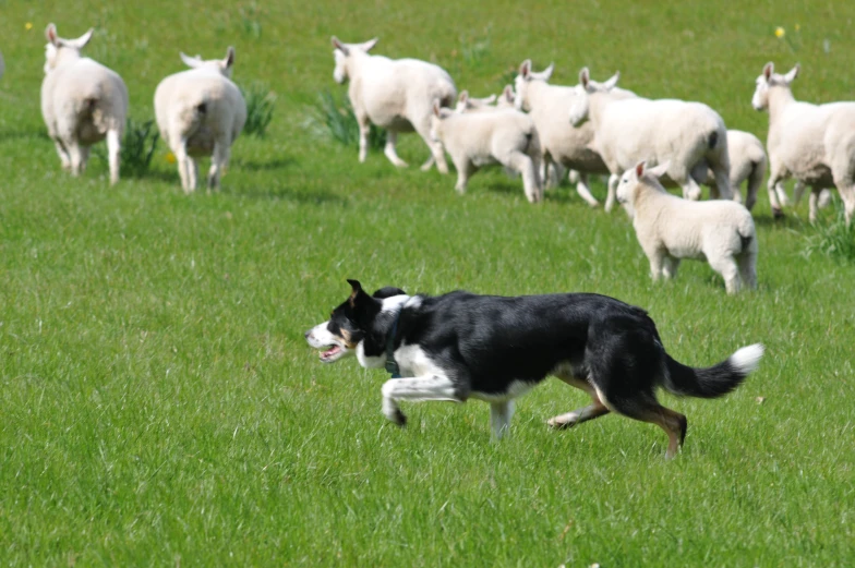 a large dog chasing after white sheep in a field