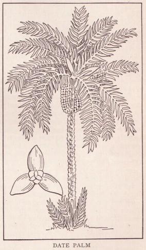 a drawing of a palm tree from a book