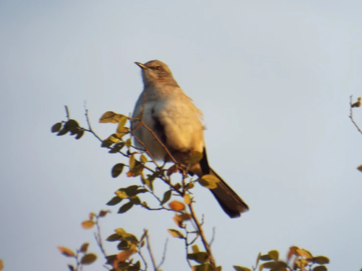 a bird sitting on top of a leaf covered tree