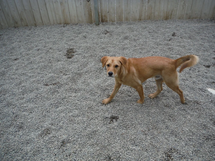 dog walking in dirt field with fence and fencing in background