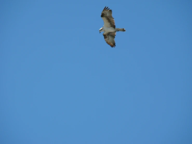 a white and black bird flying through a blue sky