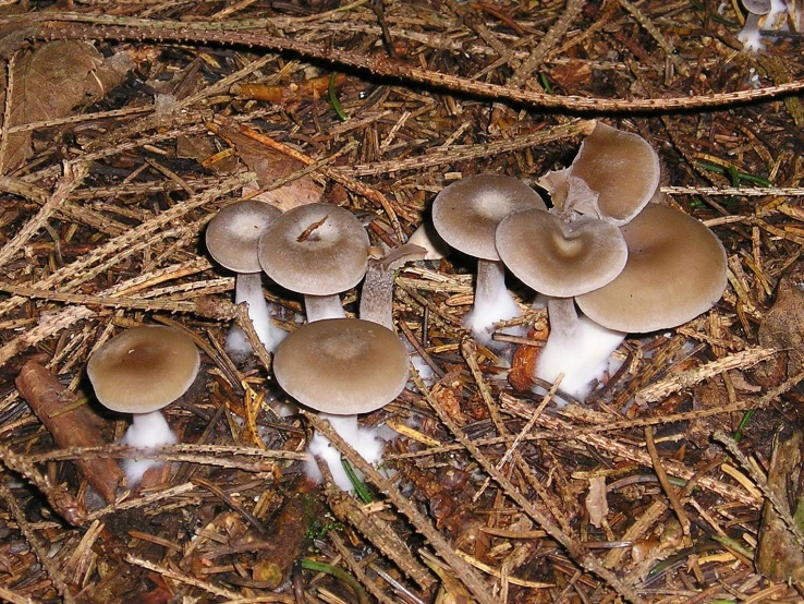 group of mushrooms in a grass field with dirt and sticks