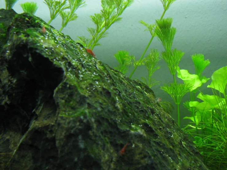 a view from the inside of an aquarium looking at some plants