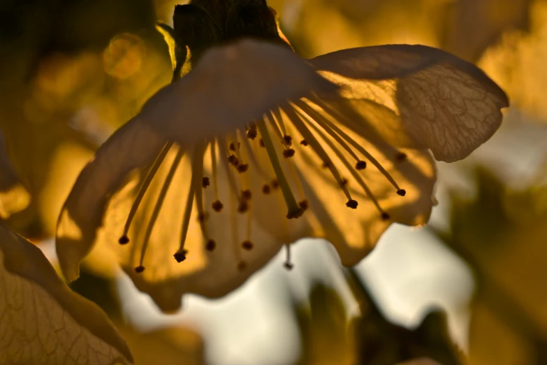 a flower that is close to the ground