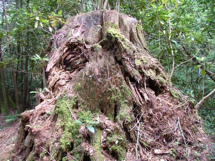 a giant tree with vines growing on it