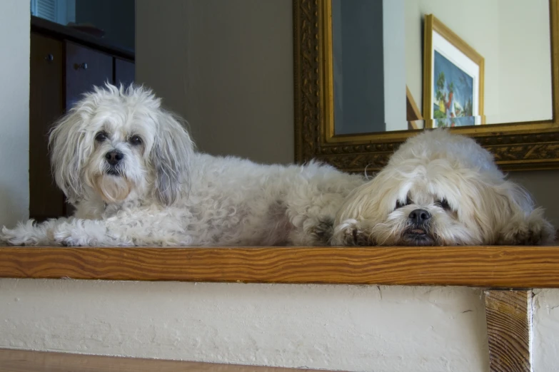 two dogs are laying down on the edge of a window
