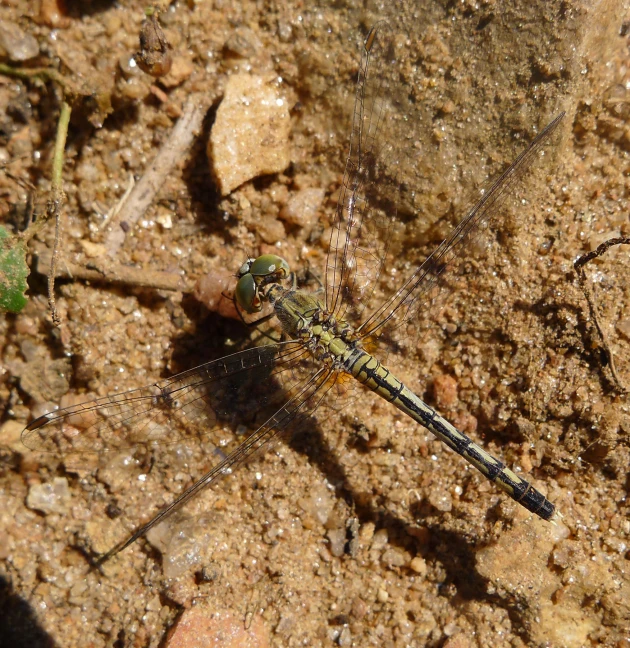 a grasshopper is sitting on a soil with it's head resting on the ground