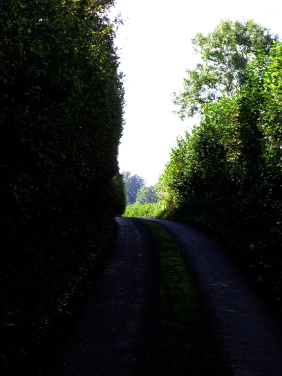 a dark path is shown lined by trees