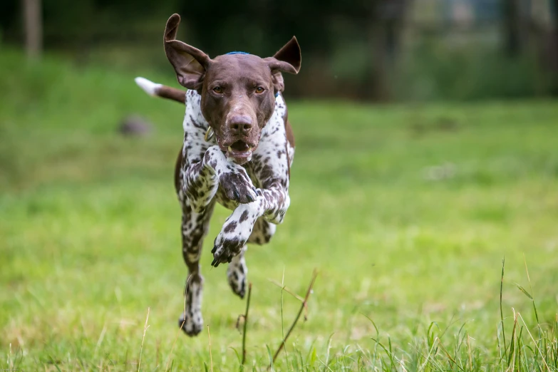 a dog jumping up into the air while running