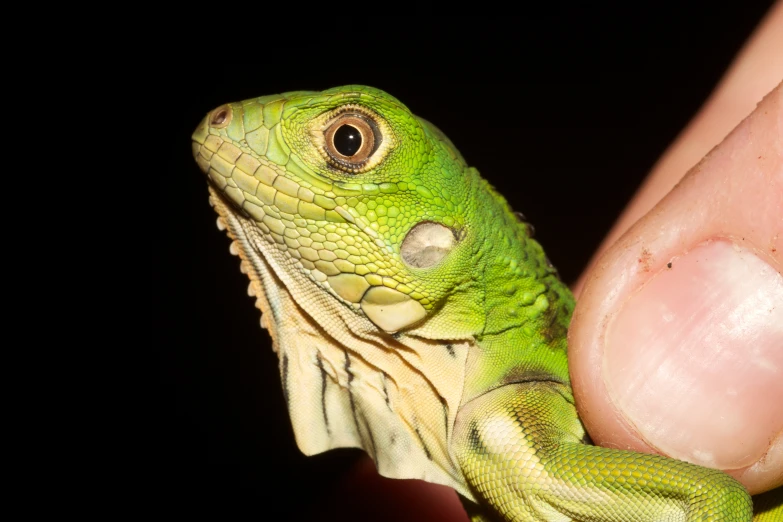 a green lizard sitting on top of a green leaf