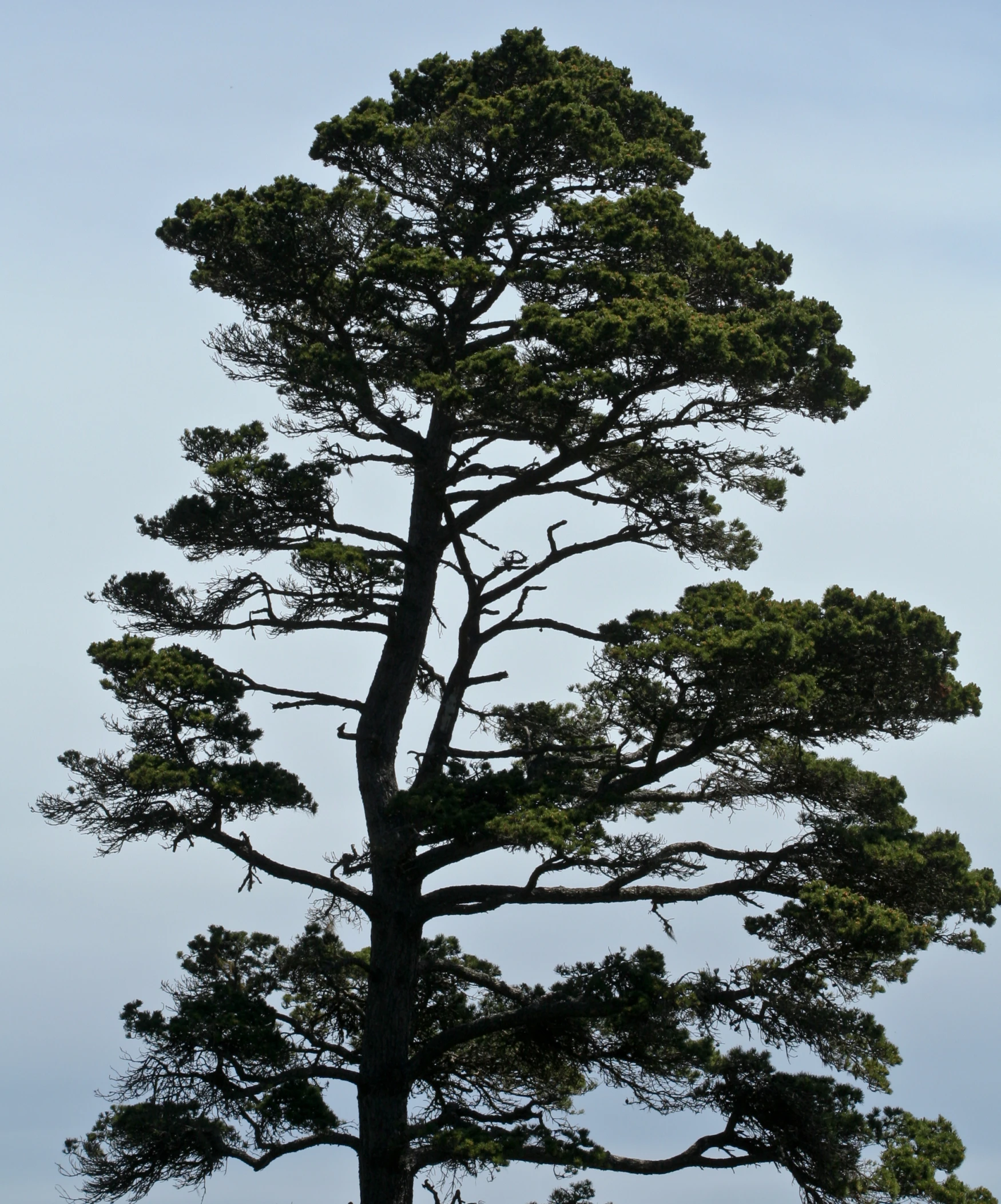 a close up of many trees against a sky