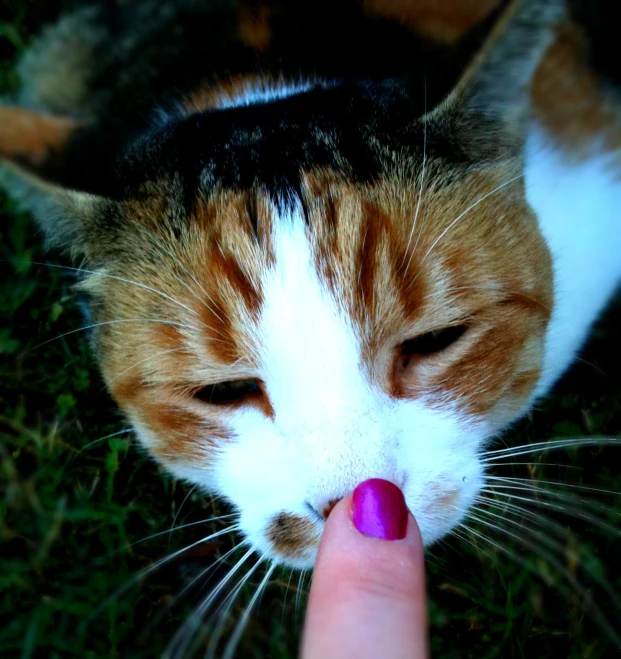 a hand points to the tip of a cat's nose