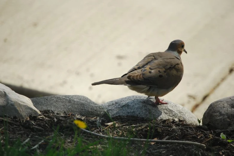 a grey and brown bird is standing on some rocks