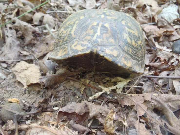 a small turtle is crawling on some dirt