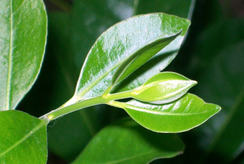 some green leaves and one with its budding still open