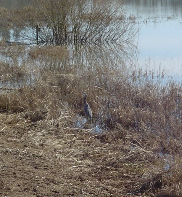 a goose standing in the dirt near a body of water