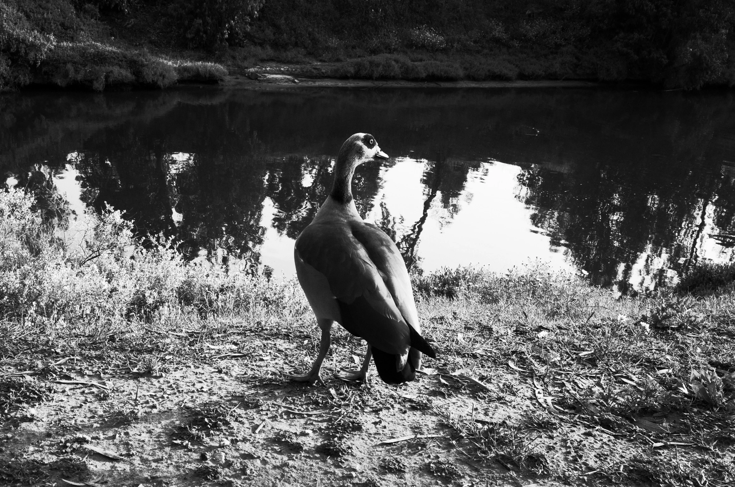 a bird standing on the grass next to the water