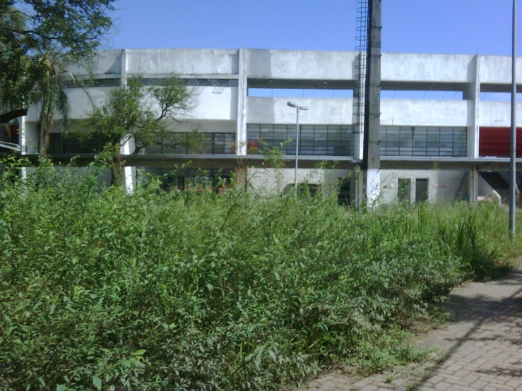 bushes and weeds grow along the side of a building