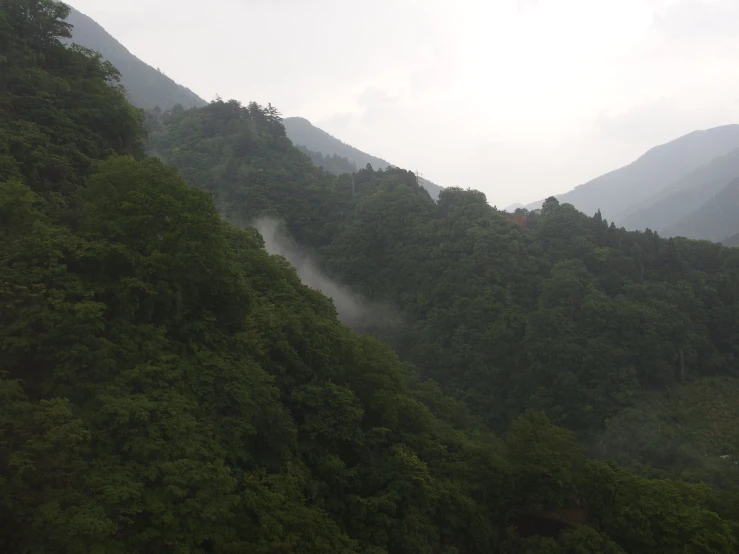 fog covers the tops of trees and hill