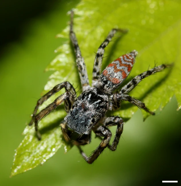 a large spider sitting on top of a leaf