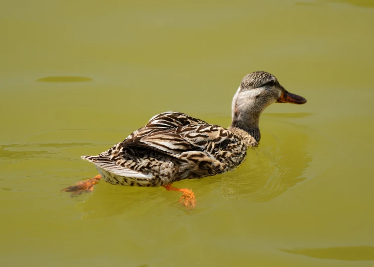 a duck that is swimming in some water