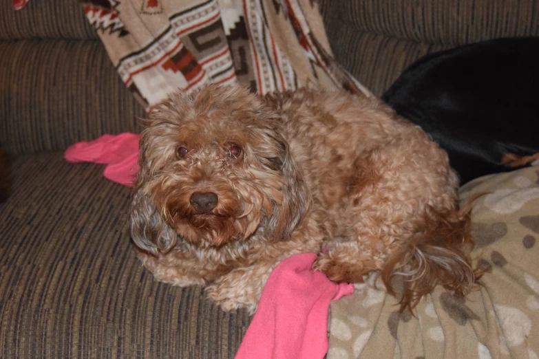 a dog laying on a couch next to a blanket