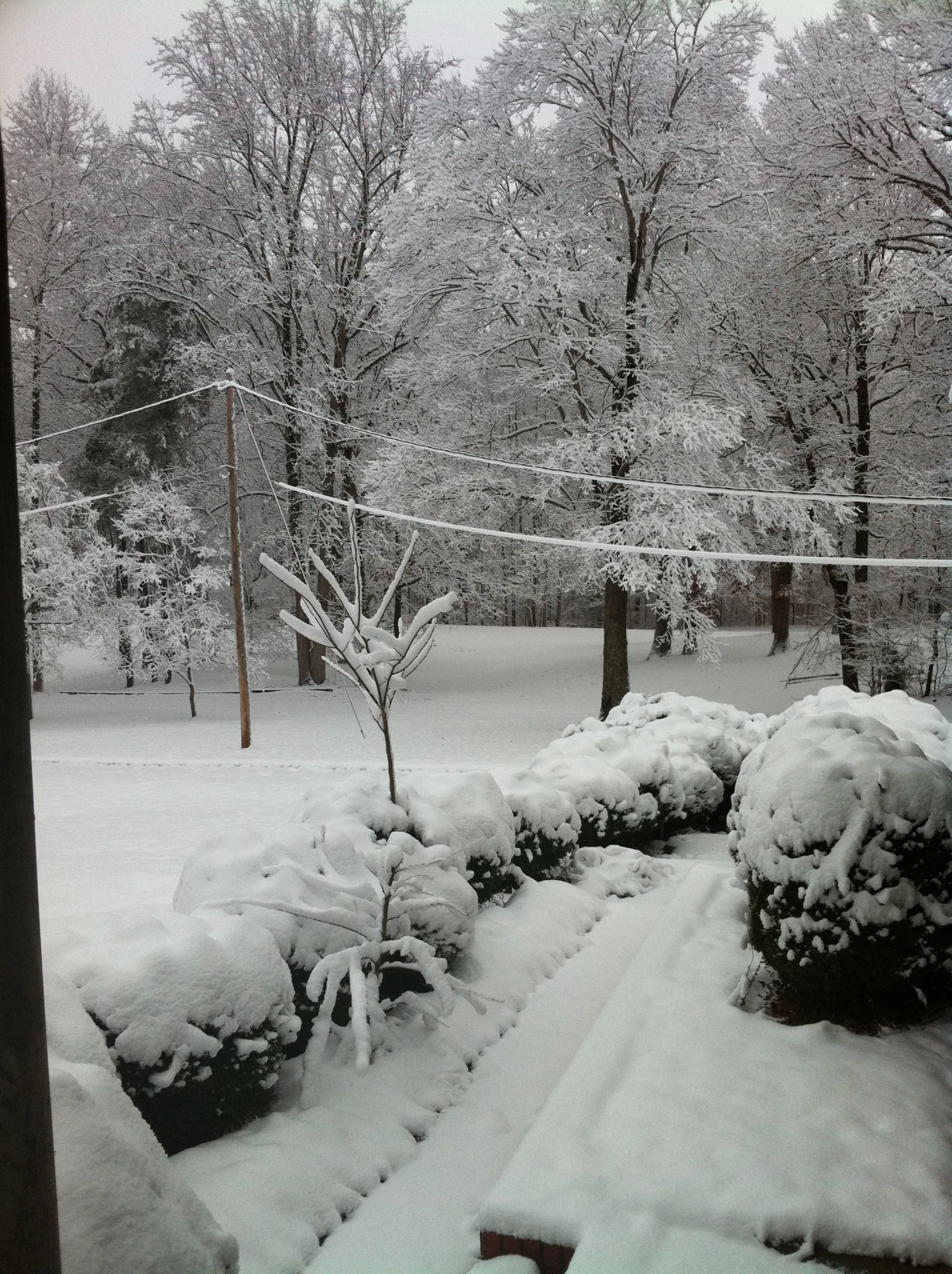 several snow covered bushes and trees with a volley ball goal in the background