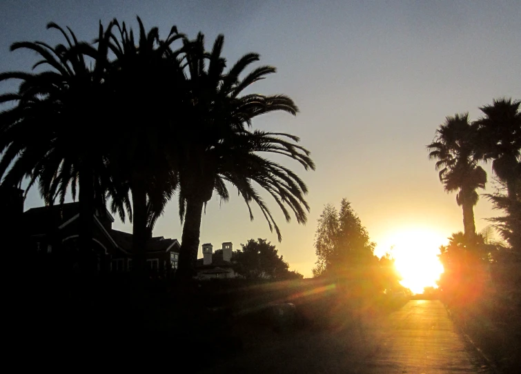 a street at sunset has some palm trees on it