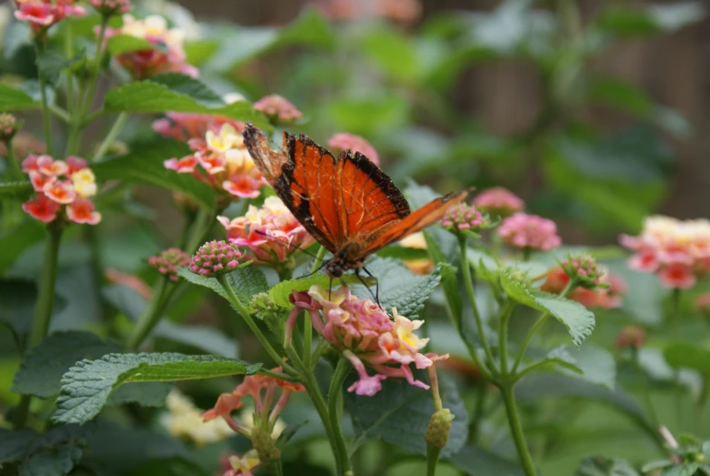 there is a close up po of an orange erfly