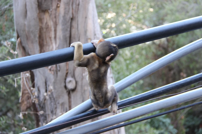 a small animal hanging onto a black metal bars