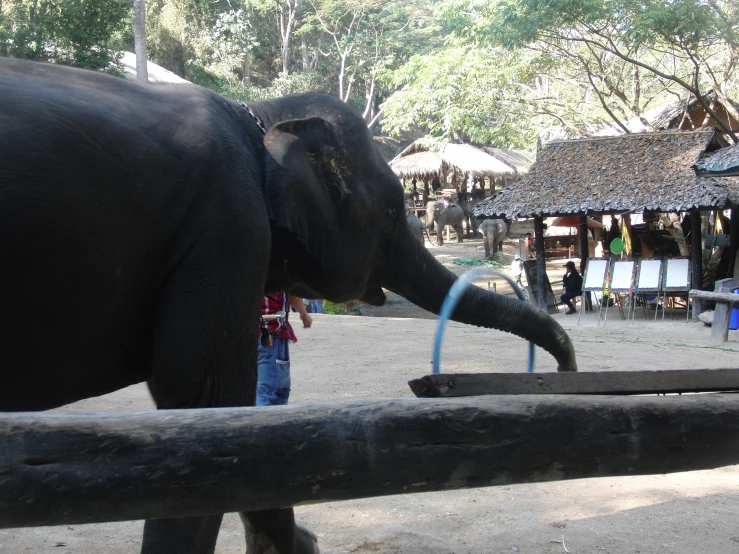 an elephant that has its trunk on a rail