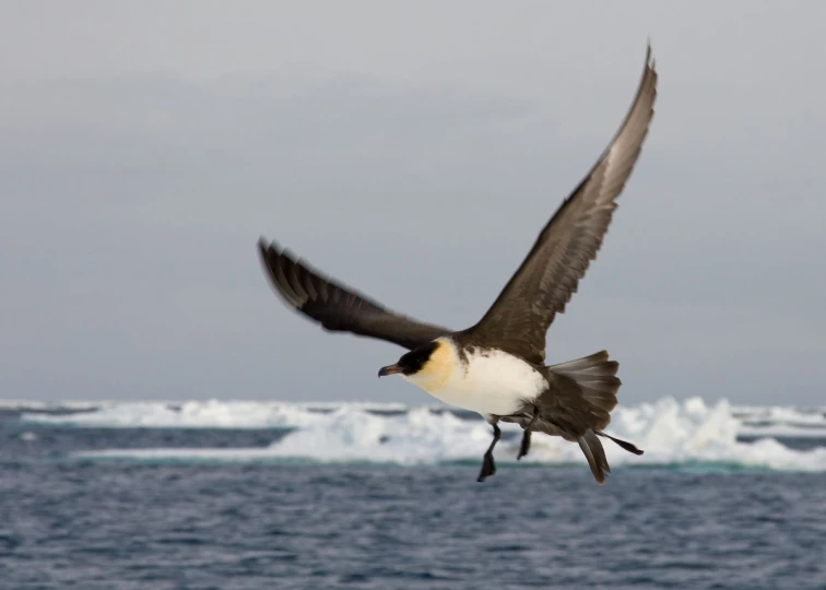 a bird with white and black wings in the sky over the water