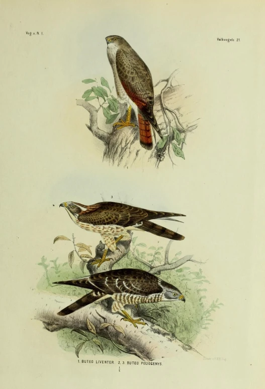 three birds in an antique painting depicting different animals
