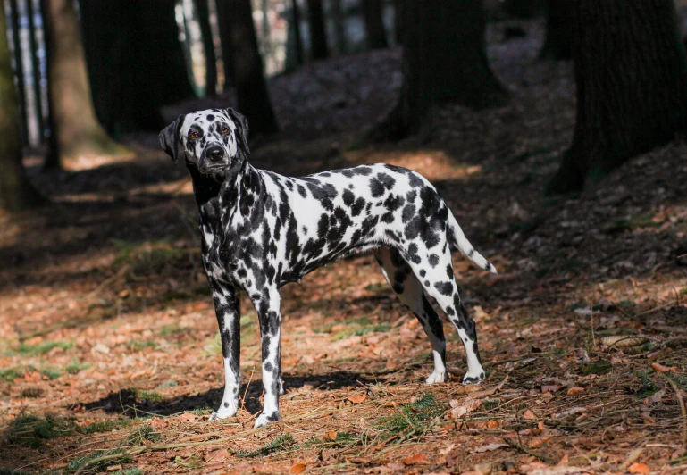 black and white spotted dog standing on a patch of grass