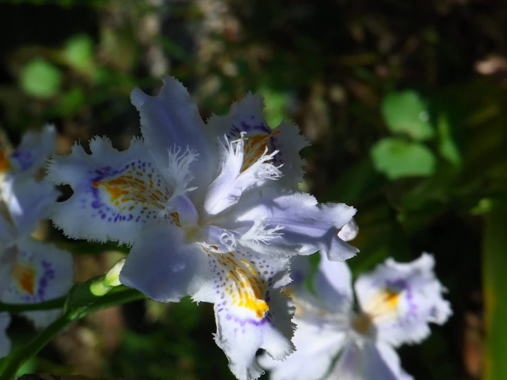 purple, white and yellow flower with water drops