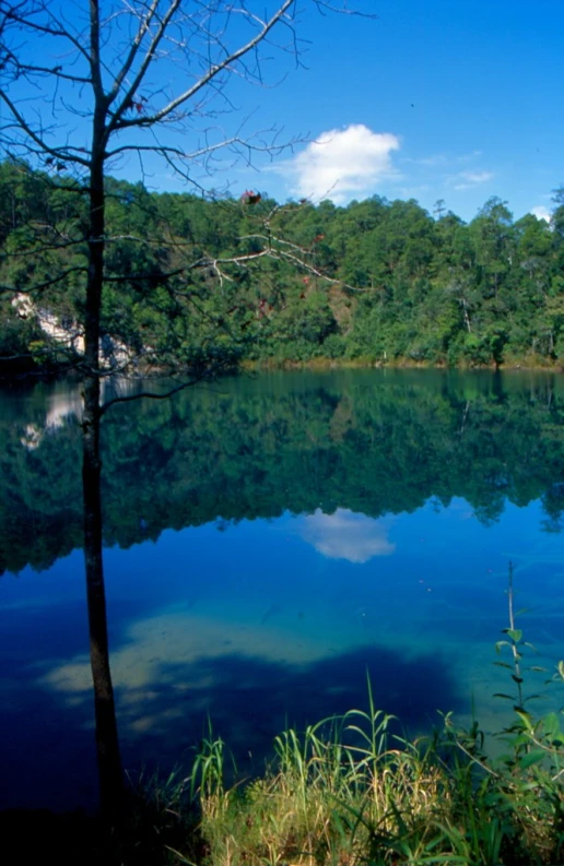 a large lake surrounded by lush green trees