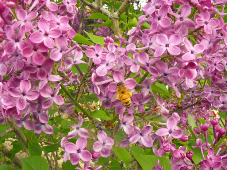 a bee is resting among purple flowers on a tree