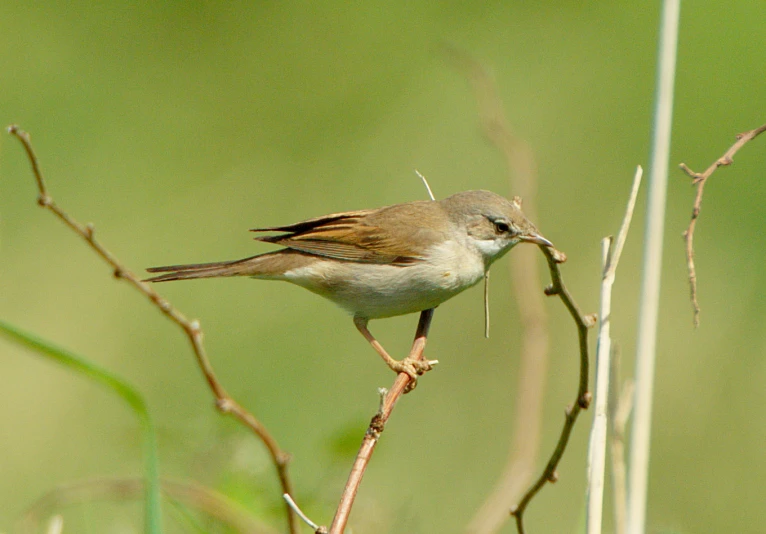 a bird is perched on a nch in a grassy area