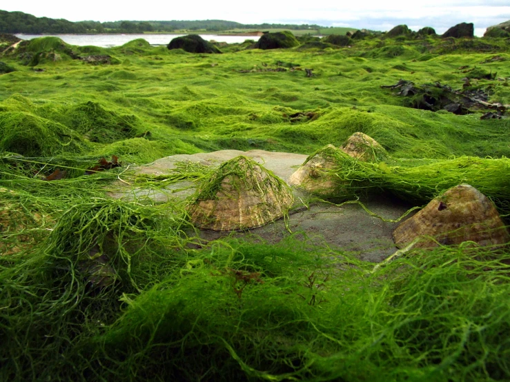 a field filled with lots of green grass