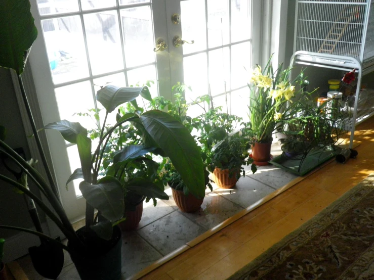 plants and houseplants sit in front of an open window