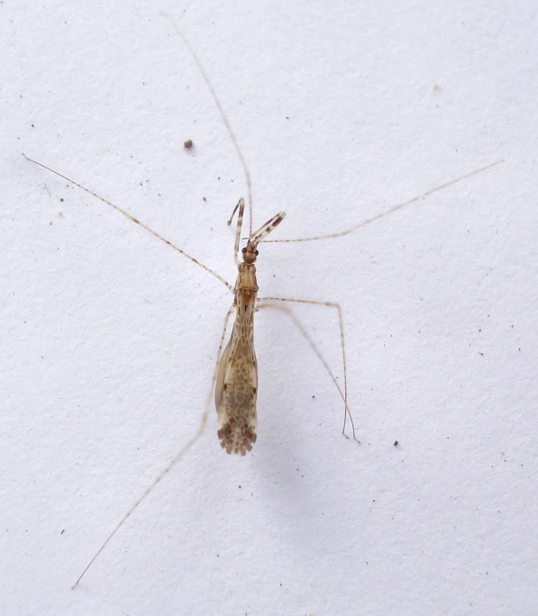 an insect in the snow, with one of its legs hanging out