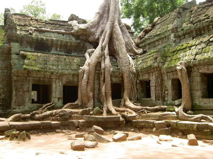 a giant tree growing from the top of a building