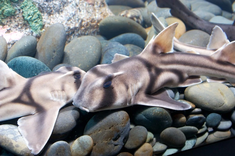 the head and snout of a small shark are shown in this image