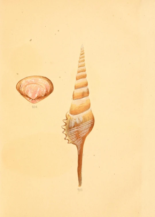 a painting shows a sea shell and a shell
