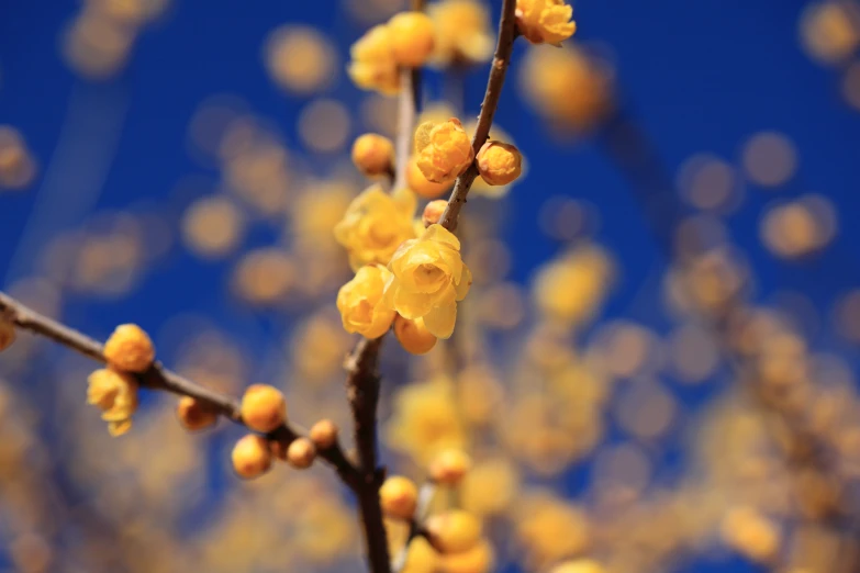 yellow flowers blooming on the end of an old tree