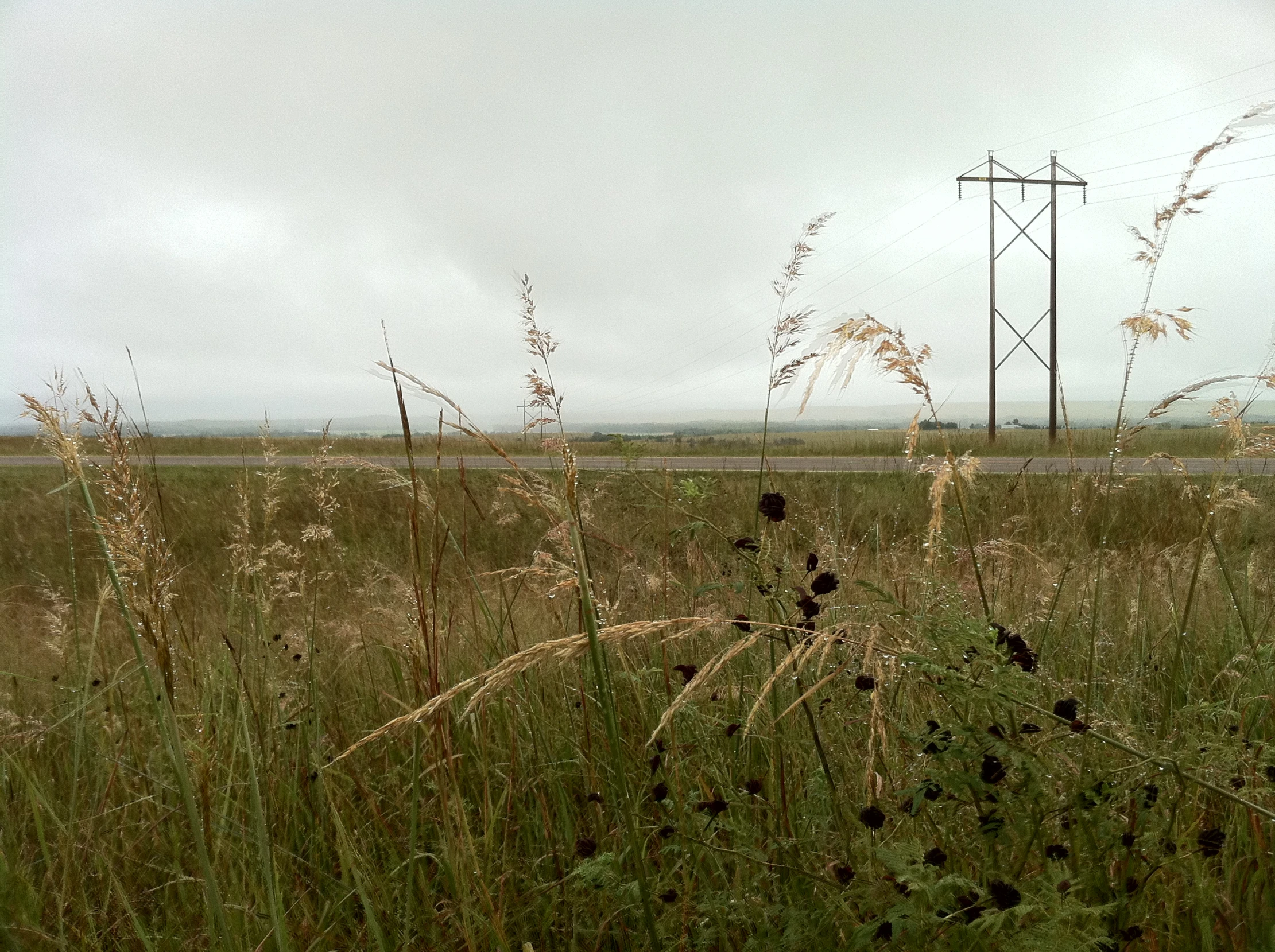 the grass is tall and dying next to a road