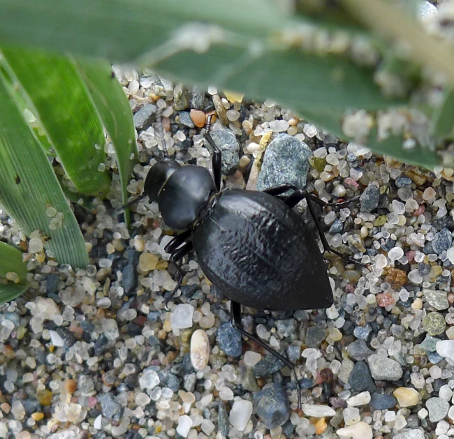 this is two bugs in gravel next to a plant