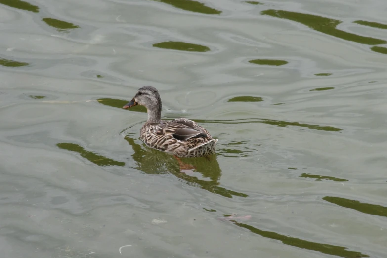 a small duck floating on top of a body of water